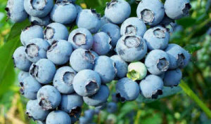 blueberry