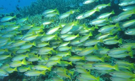 Fish Oil for Chronic Pain?