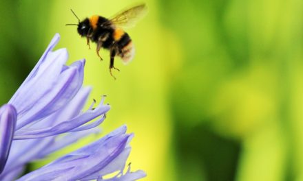 Scientists and Bumble Bee Watchers