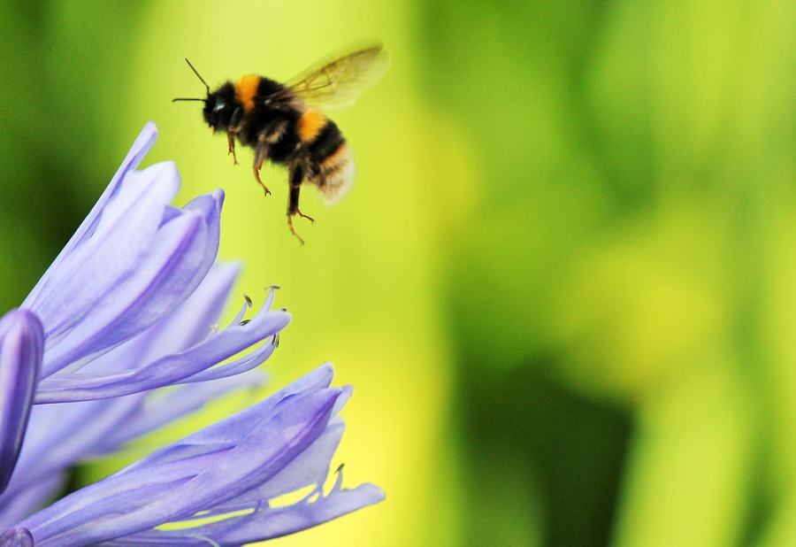 Scientists and Bumble Bee Watchers