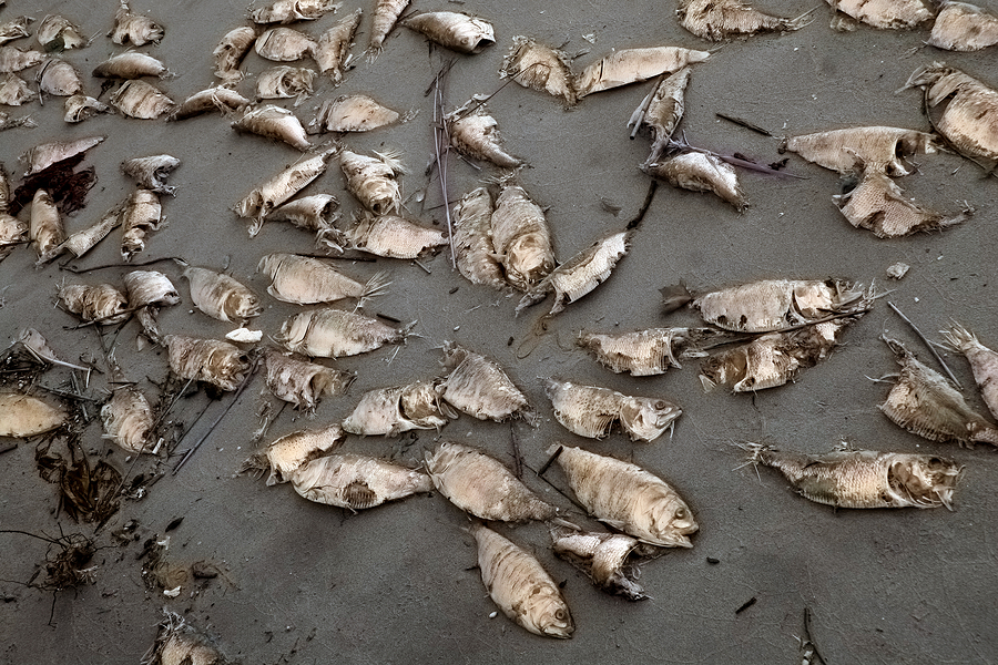 Our Declining Water Quality