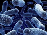 Arthritis and Bowel Flora