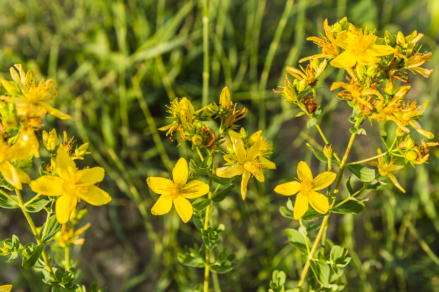 Black Cohosh Combined with St. John’s Wort for Menopause?