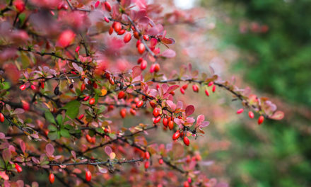 Barberry and Blood Pressure
