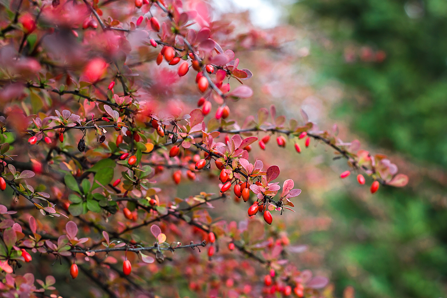 Barberry and Blood Pressure