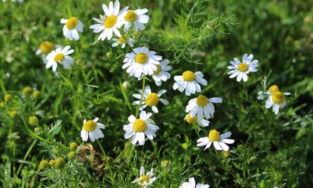 Scientists Study Herb’s Anti-Migraine Properties