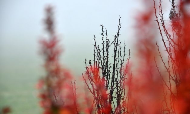 Berberine and Inflammation