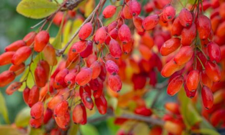 Berberine Benefits: Natural Support for Blood Sugar, Cholesterol, Gut Health, PCOS, and Liver Function