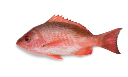 Crohn’s Appropriate Red Snapper Veracruz